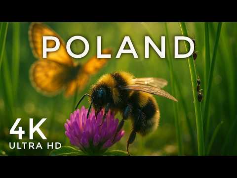 Poland 4K - Discover the Hidden Life in the Grass (Relaxing Nature Film)