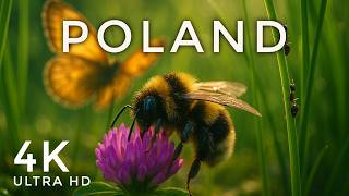 Poland 4K - Discover the Hidden Life in the Grass (Relaxing Nature Film)