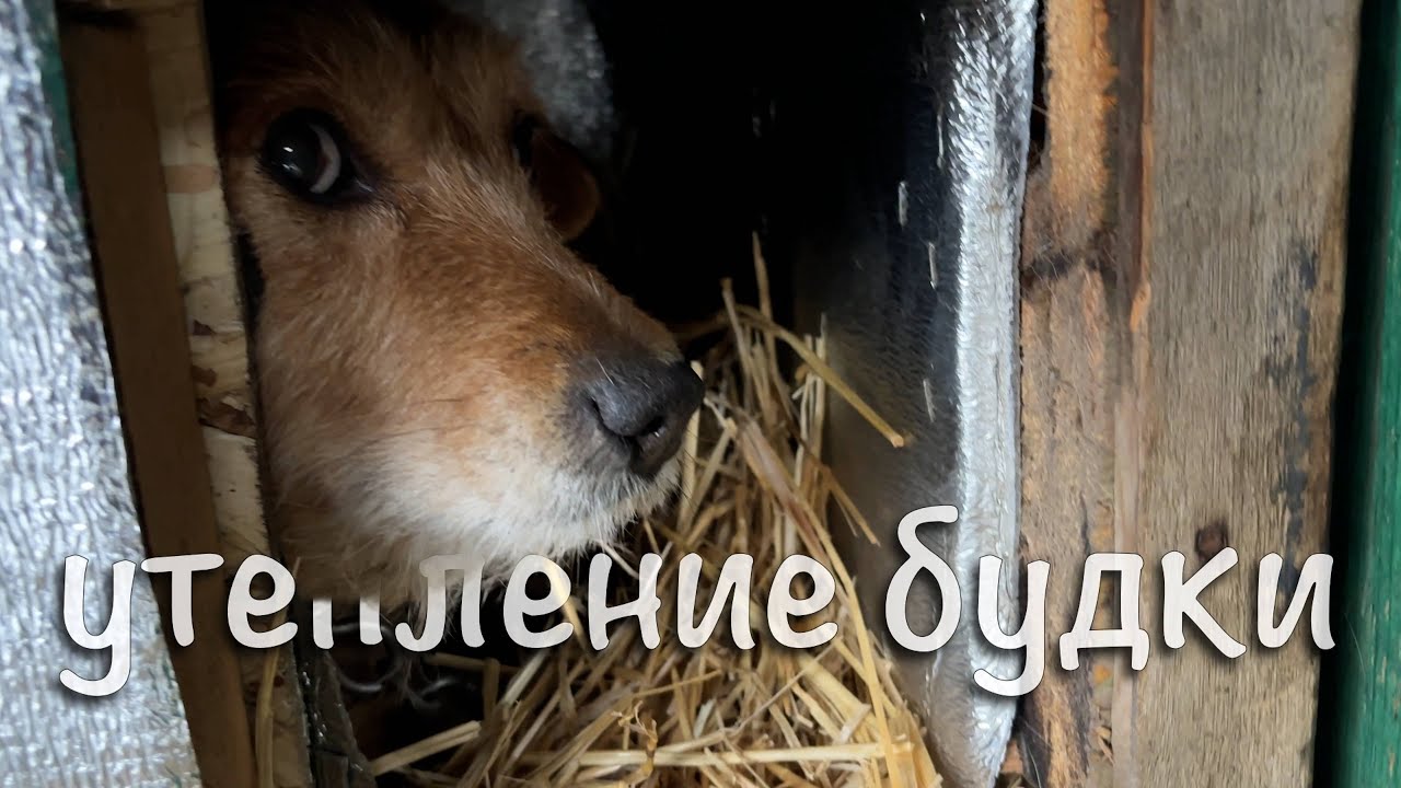 Утепление собачьей будки на зиму