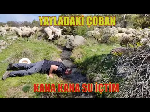 YOLDAKİ ÇOBAN | KANA KANA SU İÇTİM | İHTİYAR ÇOBAN KÖPEĞİ | KIBRISCIK BOLU