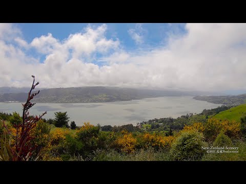 4K Dunedin Otago Peninsula NEW ZEALAND ニュージーランド 紐西蘭 Part 66
