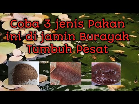 Video: Cara Merawat Ikan Platy Bayi: 9 Langkah (dengan Gambar)