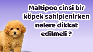 Maltipoo cinsi bir köpek sahiplenirken nelere dikkat edilmeli ?