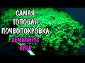 САМАЯ ТОПОВАЯ ПОЧВОПОКРОВКА. ХЕМИАНТУС КУБА. Hemianthus callitrichoides "Сuba"