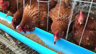 The hen lays eggs # DJ Rin Put chicken feed # DJ Rin Chicken walking in a cage # DJ Rin