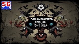 Как вырастить птенца в игре Don't Starve