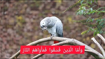 (  وَقَالُوا أَإِذَا ضَلَلْنَا فِي الْأَرْضِ أَإِنَّا لَفِي خَلْقٍ جَدِيدٍ ۚ)تلاوة من سورة السجدة