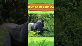 The Mountain Gorilla - Leo The Wildlife Ranger