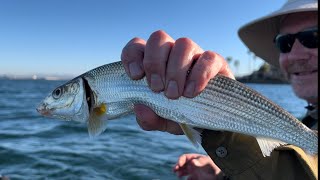 San Diego Bay Fishing Dialed In! With A Bonefish Bonus!