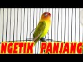 Lovebird NGETIK Panjang Pancingan Yang Membuat Lovebird Bisa NGEKEK Panjang !!!