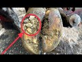 A hoof packed with rocks causes problems