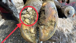 A HOOF PACKED WITH ROCKS causes problems!!