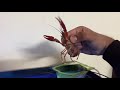 Koi fish shrimp 🦐 lobster setup gold fish tetra fish guppy fish molly fish ciklet fish shark fish