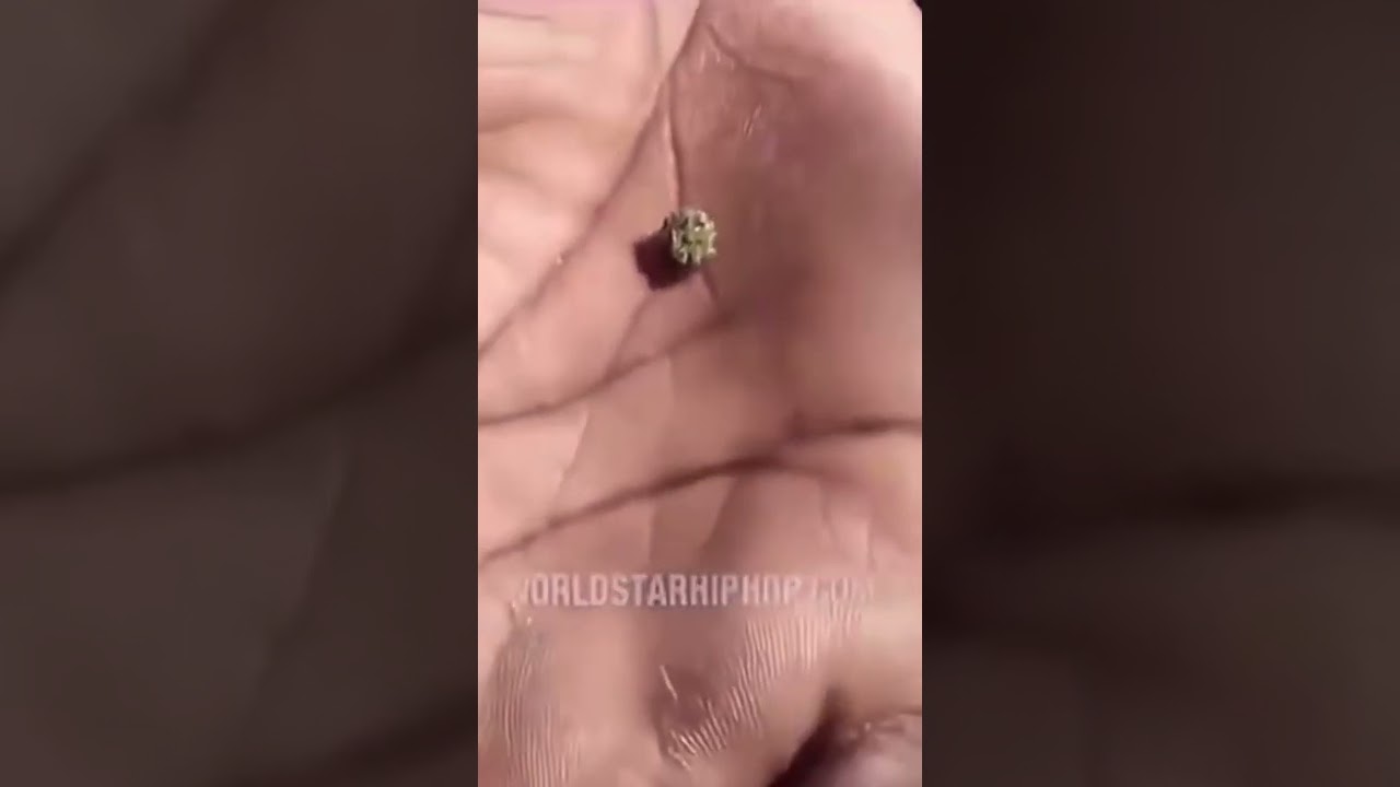 The weed is walking 💀  