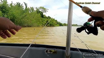 Mancing Udang Galah di Teluk Intan Batu 8 Perak.