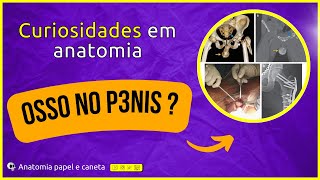 Casos Curiosos em Anatomia #6 | Osso no p3nis? | Cabeça do fêmur localizada no escrot* do paciente.