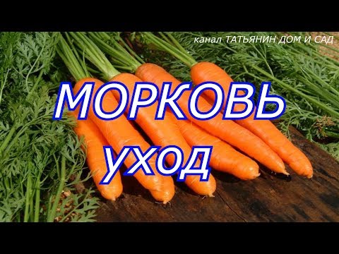 МОРКОВЬ уход
