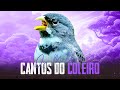 Canto de Coleiro: Aprenda a Ensinar Seu Pássaro a Cantar