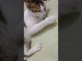 Cat vs Candy: The Sweet Showdown🍬🍭😸 #cat #yt#shorts #kitten #canddy#cute#funny#new#kitten#viral