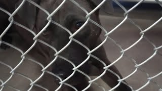 Bruce 2Y Pet Id 922896 Kennel 15 Hssaz Shelter Hi Energy, Can Be Lovingly Loyal He Laid Down 4 Me247