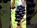 Jaboticaba Harvest Looks Unreal 😲🍇 | Fruits Growing on the Trunk!#shorts #plants #farming