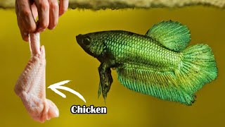 7 Homemade Human Food For Betta Fish: What's Safe And What's Not screenshot 5