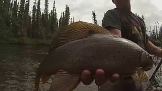 2015 alaska dcw arctic grayling