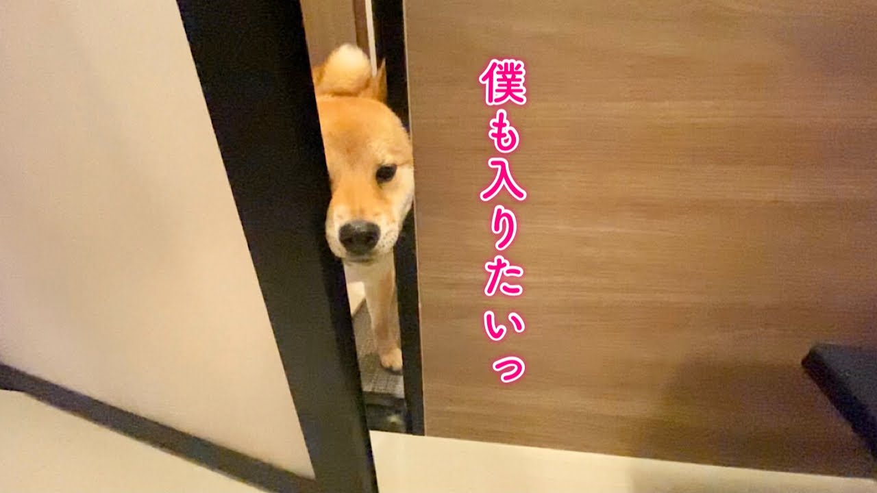 泡風呂が気になってお風呂にどうしても入りたい柴犬が可愛い