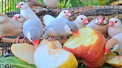 Java sparrows sing so long time today. That