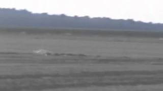bonnie- pre ban hare coursing 2
