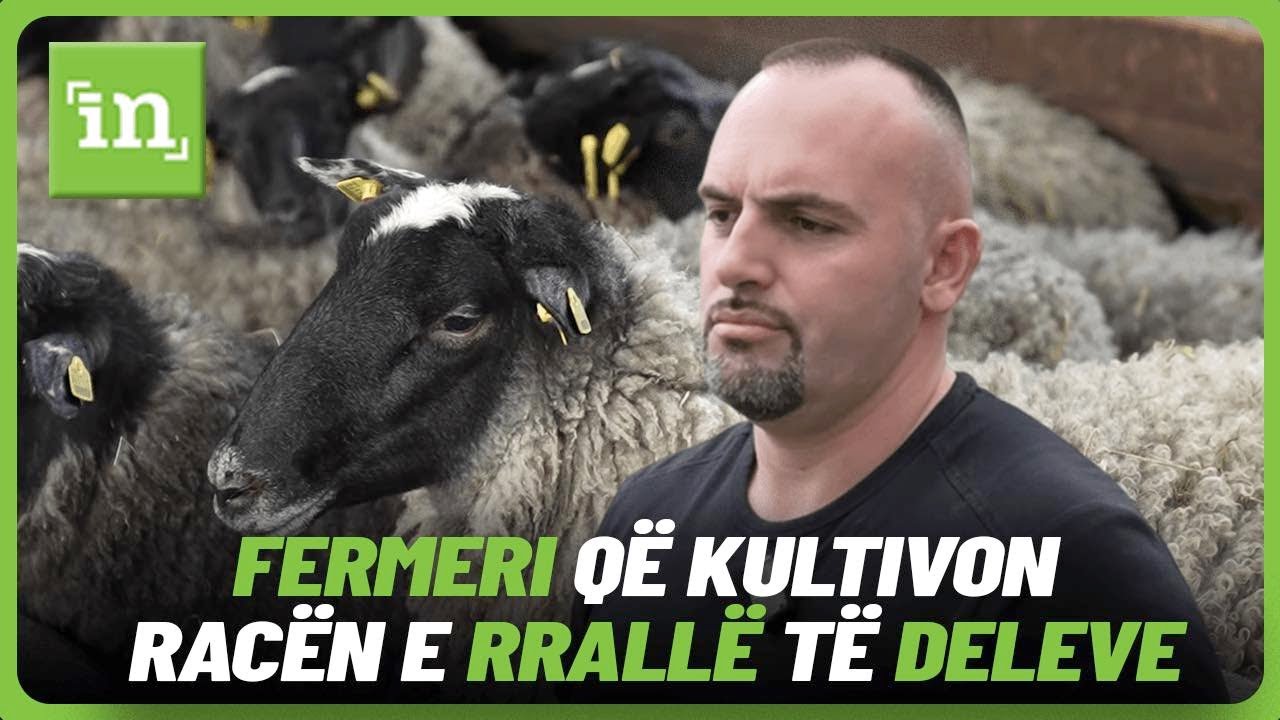 Njihuni me fermerin më me fat që kultivon racën e rrallë të deleve