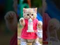 😻#desenho de gatinho#desenho do gatinho#funny # cat#  videos#  funny # short #video😻😻