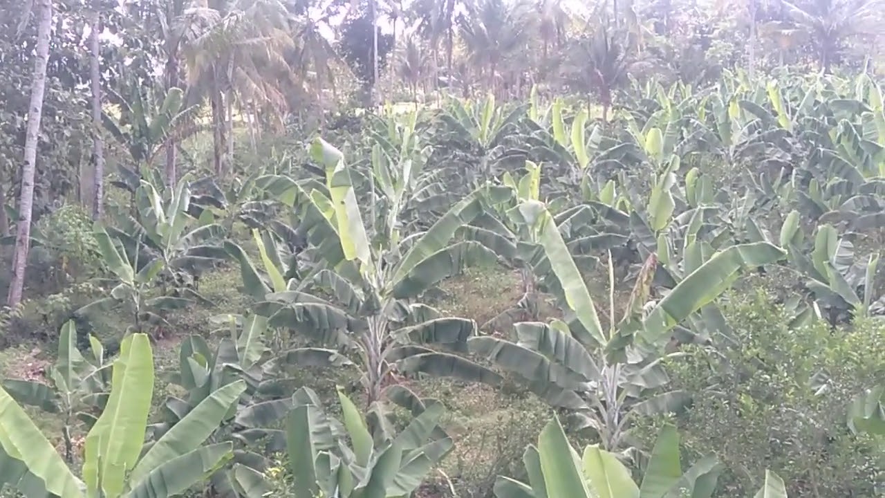 PISANG AMBON WARANGAN,KAVENDHIS DI VIDIO DARI ATAS RUMAH. 