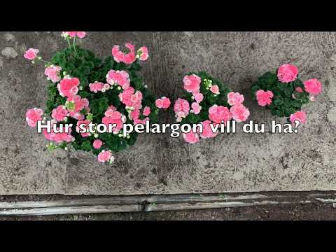 Video: Typer Av Pelargoner, Växande Pelargoner På Fönsterbrädan, Balkongen Och I Trädgården (del 2)