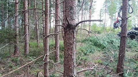 what the forest looks like before and after thinning