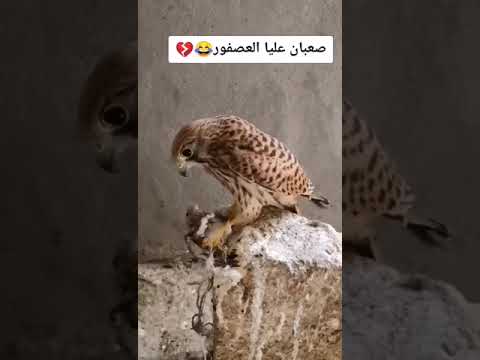 صقر ياكل عصفور الصقر ما تلعب علية العصافير
