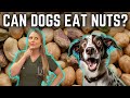 Can dogs eat nuts dr lindsay butzer veterinarian explains