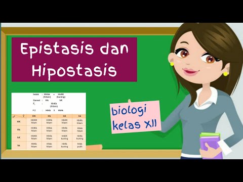 Epistasis Dan Hipostasis Biologi Kelas 12