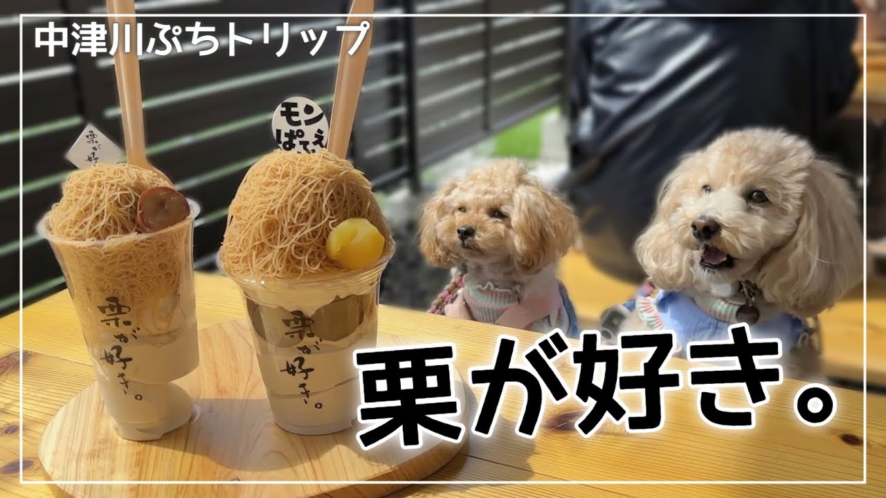 栗好き必見カフェ🌰＆マイナスイオンで癒された中津川ぷち旅行【トイプードル子犬】