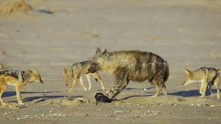 Jackal Pack vs Hyena: Food Fight | 4K UHD | Seven Worlds One Planet | BBC Earth