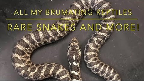 SNAKES: All my brumating reptiles and more! How to brumate  reptiles