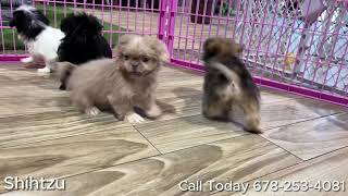 Cavachon, Poms, Bichonpoo, Cavatzu, Maltipoo, Cavapoo, Shihtzu, Frenchie, Yorkie Puppies For Sale