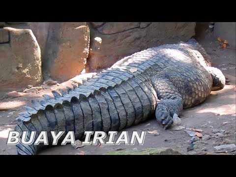 BUAYA IRIAN Besar Banget Crocodylus novaeguineae at KBS