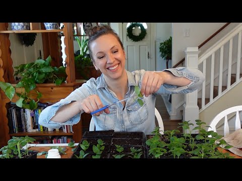 Video: Informații despre înmulțirea Snapdragon: Cum înmulțesc plantele Snapdragon
