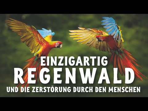 Die Einzigartigkeit des Regenwaldes und die Zerstörung durch den Menschen