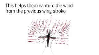 The weird aerodynamics behind mosquito flight