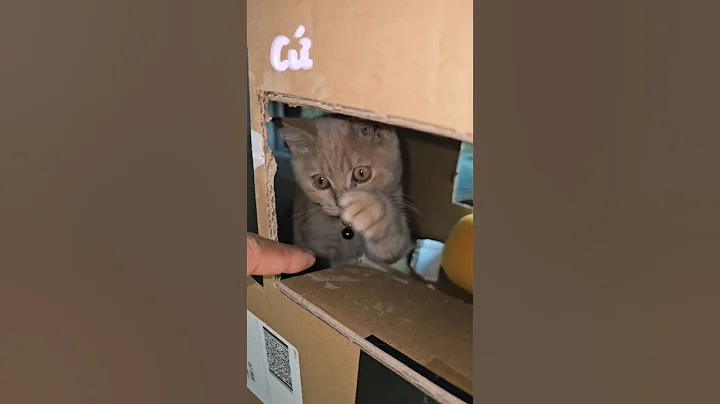 Watch the video about Idea to create a play box for British Shorthair kitten cream playing #britishshorthair #cat #kitten