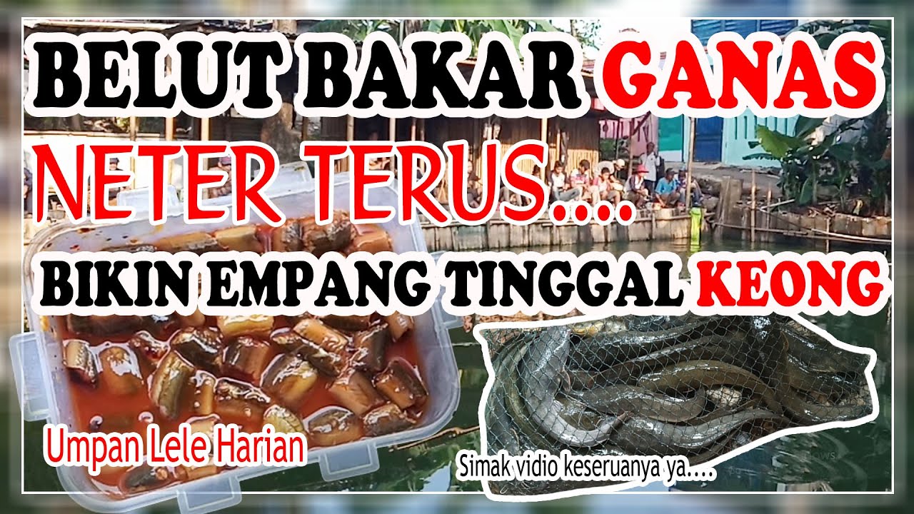 UMPAN JITU LELE HARIAN  BELUT BAKAR | BIKIN EMPANG TINGGAL KEONG