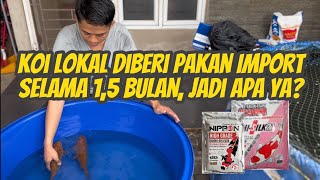 Keeping Koi Lokal Menggunakan Pakan Import | Chagoi @alohakoi