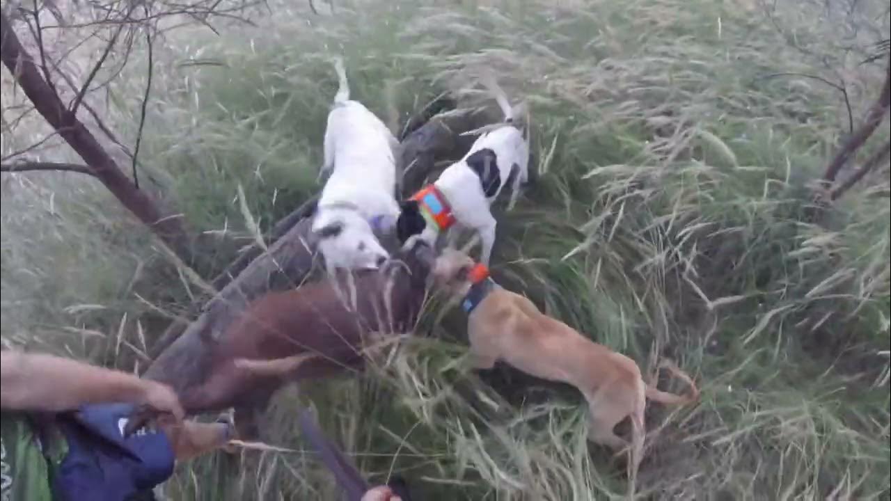 Pigging with dogs NSW on the STUBBLE YouTube